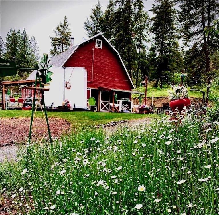 Daisies and barn